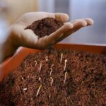 Cocopeat Block Organic Fertilizer And Soil Manure Potting Mixture For Home Gardening And Potted Plants (1 Kg.) - Image 2